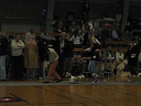 Chinese crested hårløs Elivea - R.I.P. - Elivea i stor ring på udstillingen i Ribe :) 08-04-07 billede 12