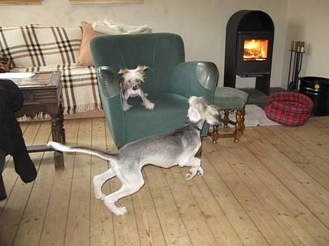 Chinese crested hårløs Elivea - R.I.P. - Elivea leger med lille Aske :) 09-04-07 billede 14