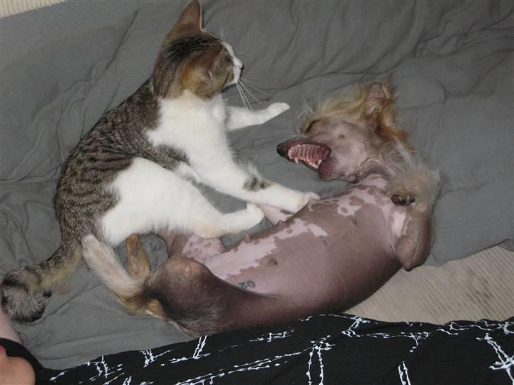 Chinese crested hårløs Elivea - R.I.P. - Den vilde slåskamp, haha ;) 19-08-07 NYT billede 16