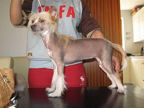 Chinese crested hårløs Elivea - R.I.P. - Står jeg pænt nu? 26-04-07 billede 17