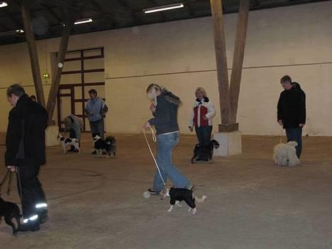 Chinese crested hårløs Elivea - R.I.P. - Mig og Elivea til træning 19-03-07 billede 19