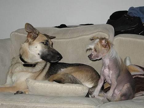 Chinese crested hårløs Elivea - R.I.P. - Gaia og bettepigen :) 04-04-07 billede 20