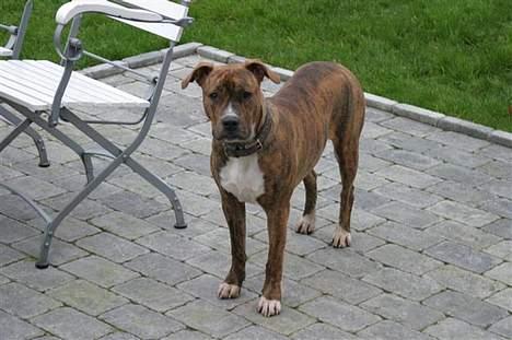 Blanding af racer Ronja billede 14