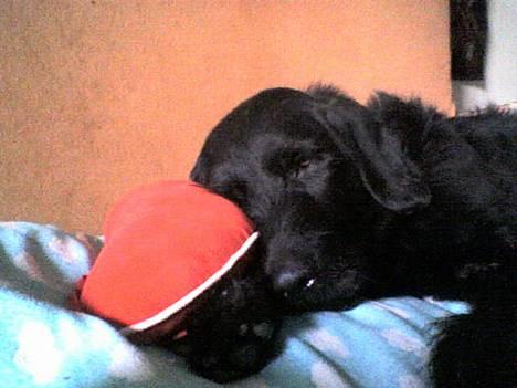 Blanding af racer Rollo<3 billede 1