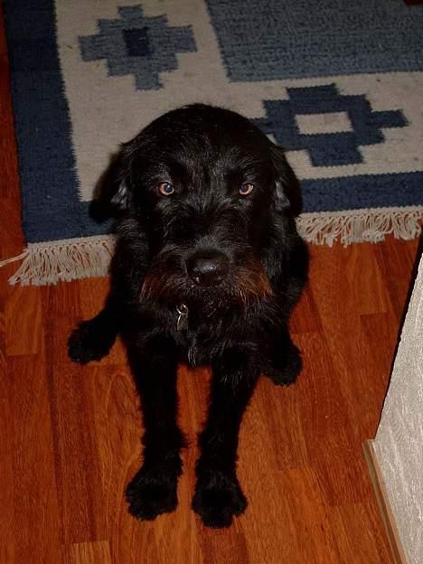 Blanding af racer Rollo<3 billede 2