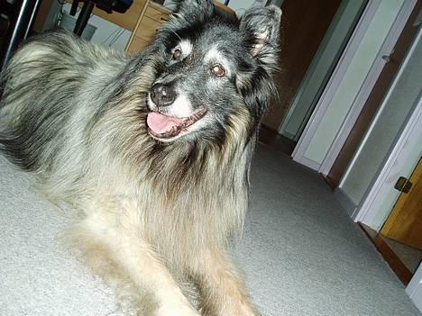 Tervueren Kingo *død* 5/11-07 - Kingo ligger bare og slapper af... billede 1