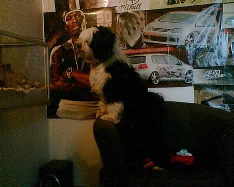 Tibetansk terrier Pumpa (Død d. 01/02-07) billede 13