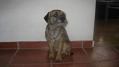 Border terrier harry billede 1