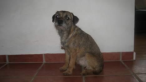 Border terrier harry billede 2