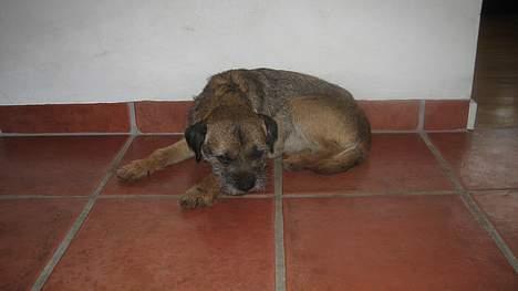Border terrier harry billede 3