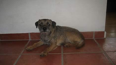 Border terrier harry billede 4