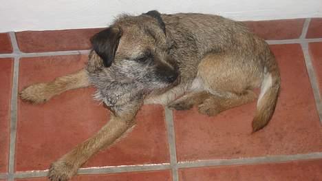 Border terrier harry billede 5
