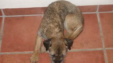 Border terrier harry billede 6