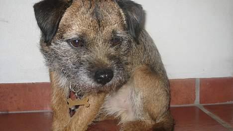 Border terrier harry billede 7