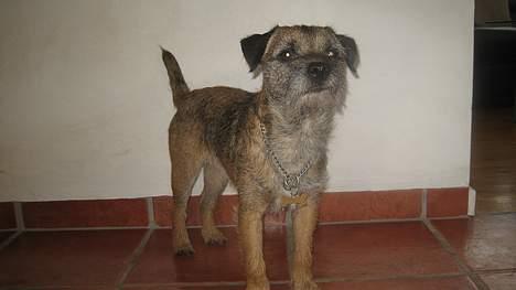 Border terrier harry billede 8