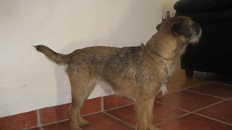 Border terrier harry billede 9