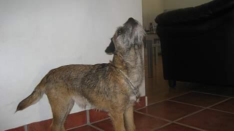 Border terrier harry billede 10