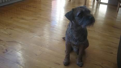 Border terrier harry billede 11