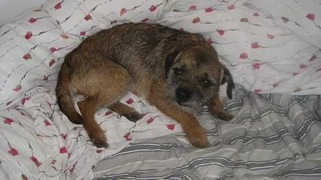 Border terrier harry billede 12