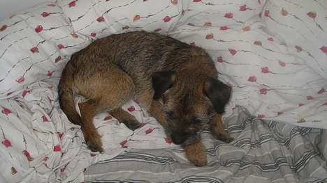 Border terrier harry billede 13