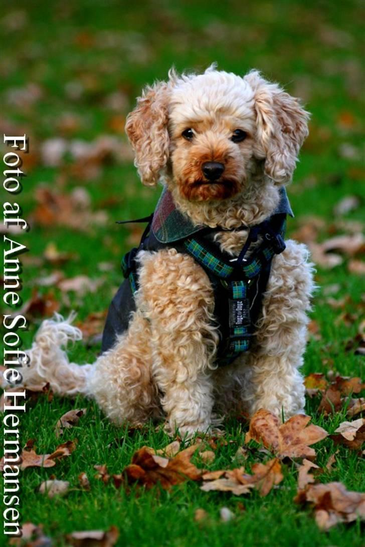 Toypuddel Lady billede 1