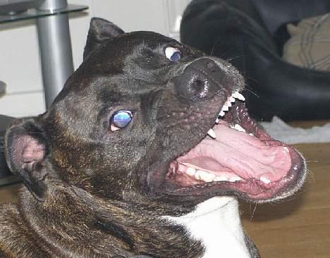 Amerikansk staffordshire terrier Rocko billede 6