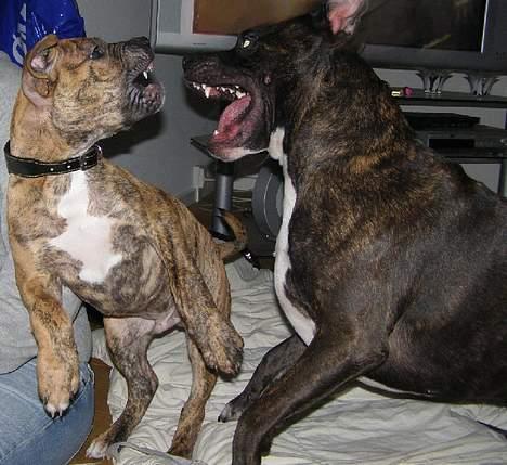 Amerikansk staffordshire terrier Rocko billede 7