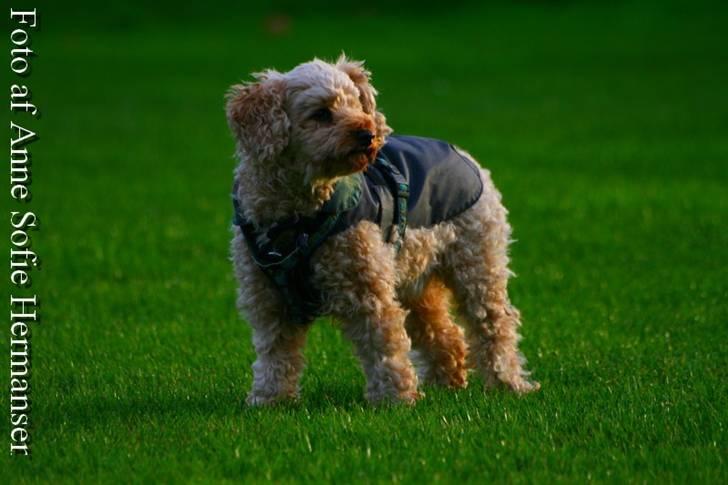 Toypuddel Lady billede 2