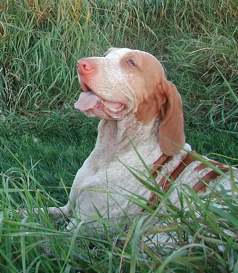 Bracco italiano Rakija (Død 2008) - Bracco Italiano, "Rakija" billede 1