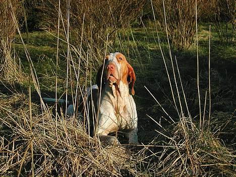 Bracco italiano Rakija (Død 2008) - Bracco Italiano, "Rakija" billede 2
