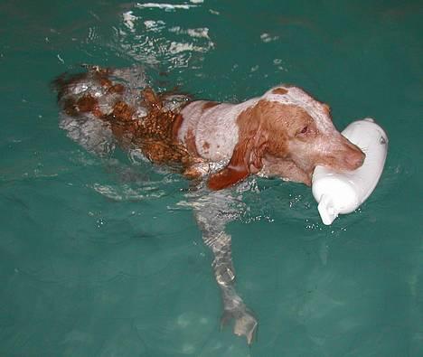 Bracco italiano Rakija (Død 2008) - "Rakija" svømmer i AA Hundecenter billede 4