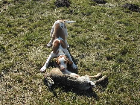 Bracco italiano Dora (Død 2010) - "Dora" med sin første hare billede 1