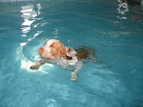 Bracco italiano Dora (Død 2010) - "Dora" svømmer i AA Hundecenter billede 2