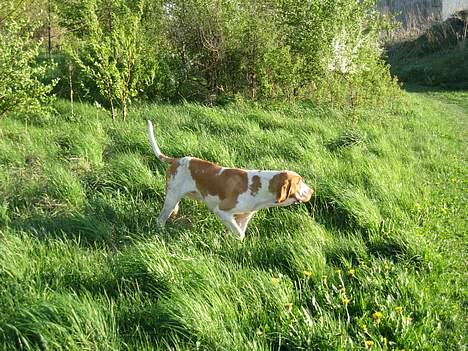 Bracco italiano Dora (Død 2010) - "Dora" står for sin første Fasan billede 3