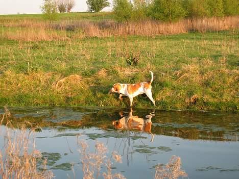 Bracco italiano Dora (Død 2010) - "Dora" ved sin egen sø billede 4