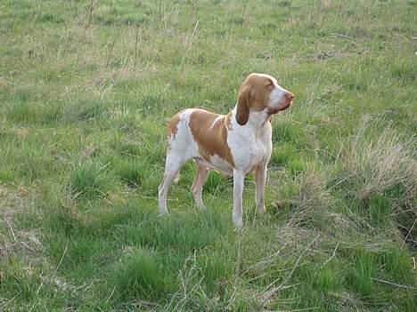 Bracco italiano Dora (Død 2010) - "Rakija´s Baltea Dora di Crechencino" billede 5