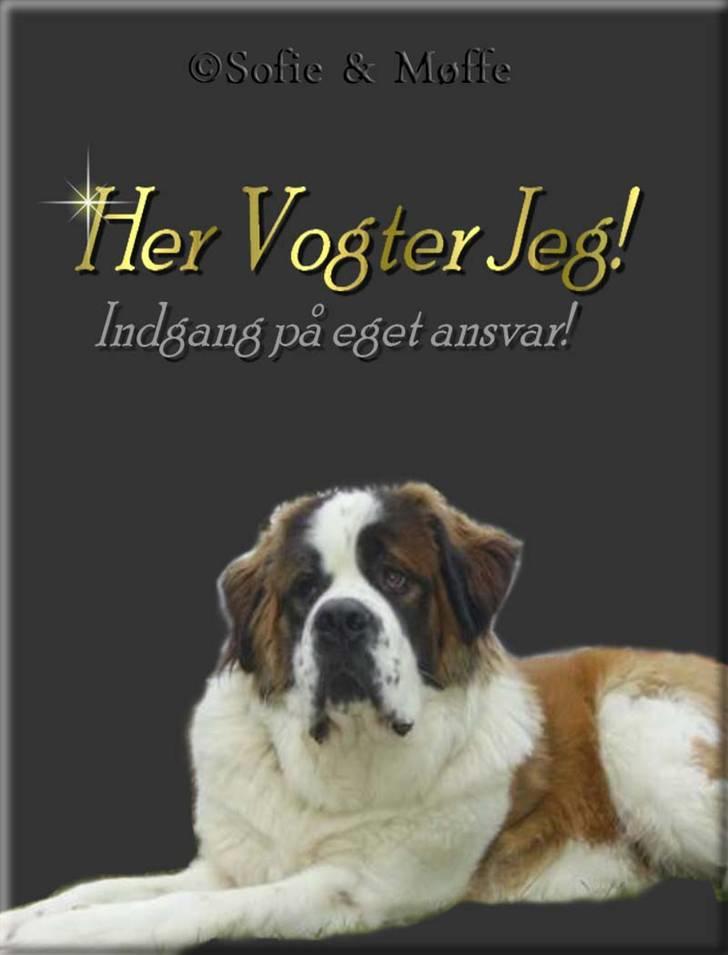 Sankt bernhardshund Møffe 20/02/06 - 17/11/08 -  ´Her vogter jeg´ billede 19