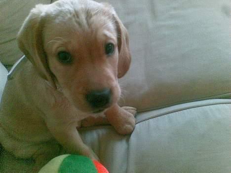 Blanding af racer Freia - Første billede af min lille Freia billede 1