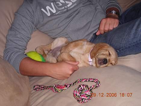 Blanding af racer Freia - Min dejlige lille guldklump sover med far :) billede 2