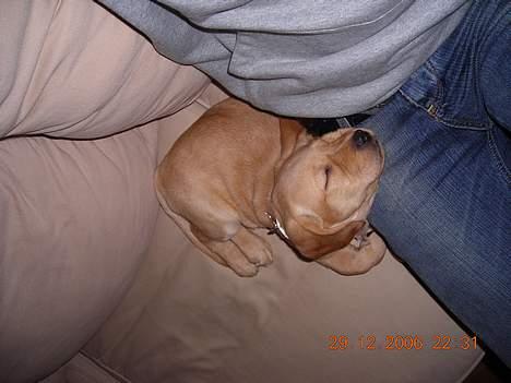 Blanding af racer Freia billede 3