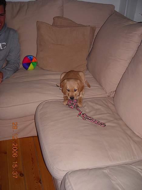 Blanding af racer Freia - Men legesyg er hun nu også ;) billede 4