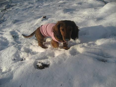Dværggravhund Molly - Lyserød er vel til rigtige prinsesser ikk`.... billede 1