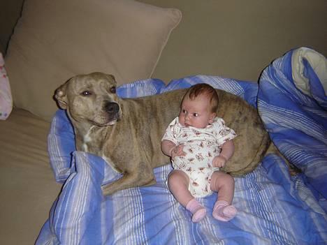 Amerikansk staffordshire terrier Gini billede 1