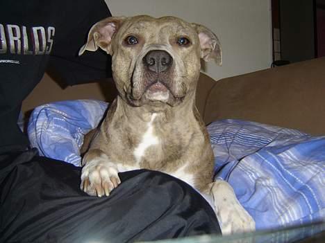 Amerikansk staffordshire terrier Gini billede 2