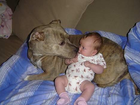 Amerikansk staffordshire terrier Gini billede 3