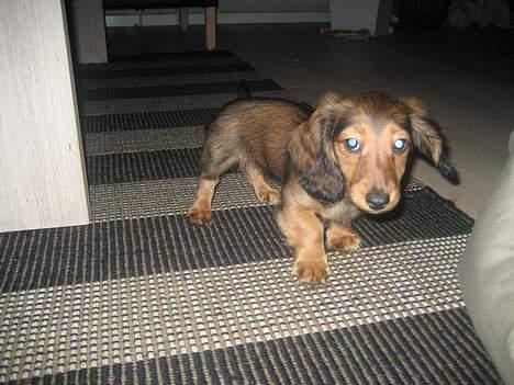 Dværggravhund Molly - Så er jeg klar til at lave spillopper... billede 2