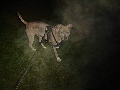 Amerikansk staffordshire terrier Gini billede 4