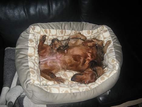 Dværggravhund Molly - Her ligger min reservemor og mig bare og gasser den......:-) billede 3