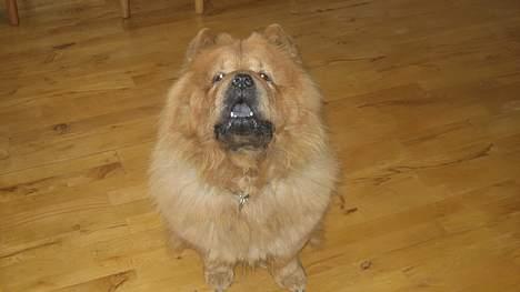 Chow chow tulle "DØD" :'( billede 1