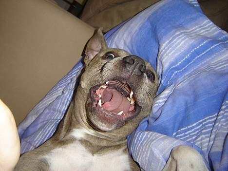 Amerikansk staffordshire terrier Gini billede 5